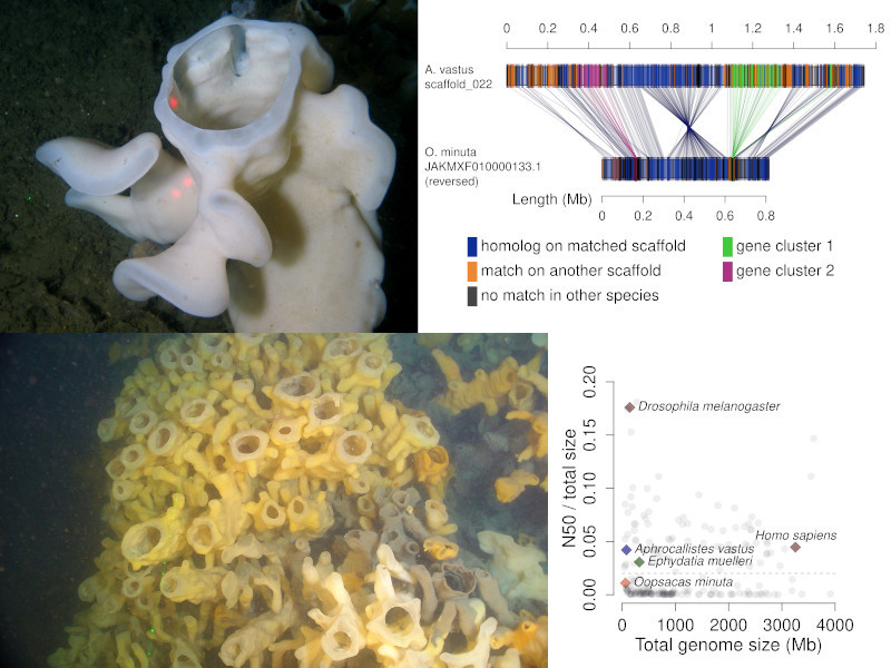 graphical abstract of the genome of a glass sponge