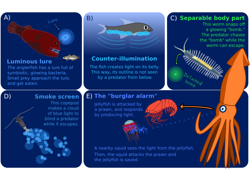 cartoon of functions of bioluminescence