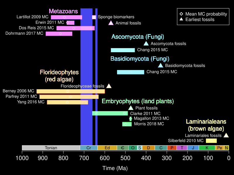 plot of molecular clock estimates for multicellular groups