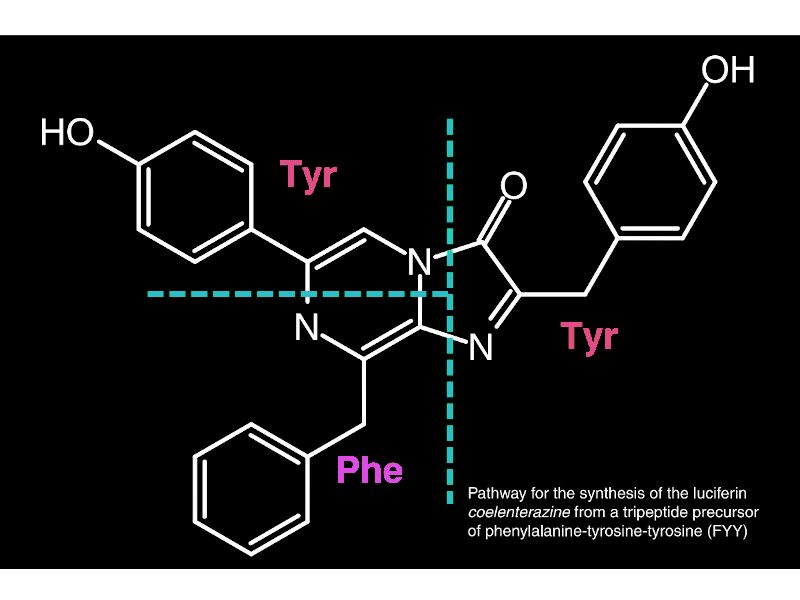 schematic of biosynthesis of coelenterazine