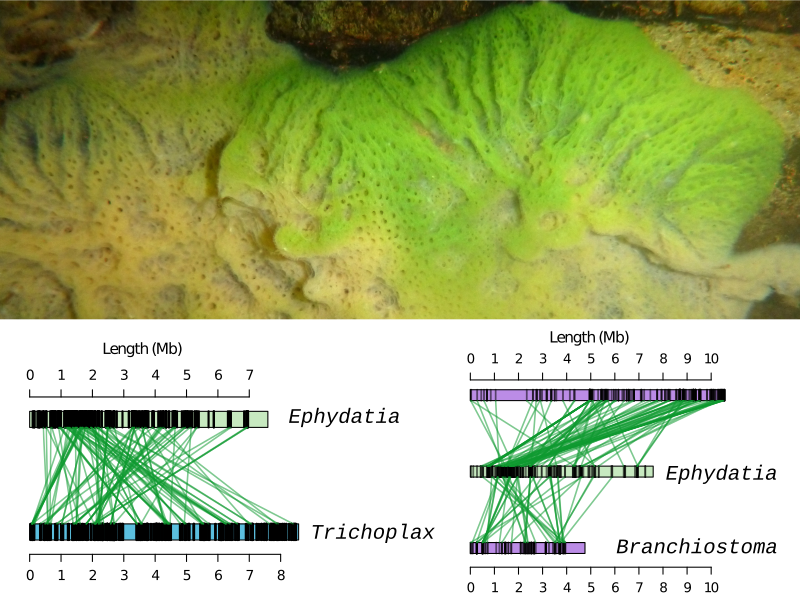 graphical abstract of the genome of a freshwater sponge