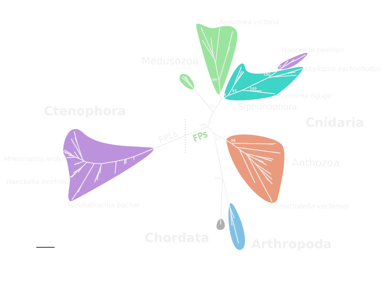 phylogenetic tree of fluorescent proteins