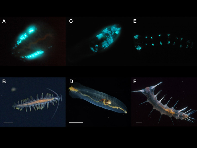 photos of bioluminescence in deep sea polychaetes