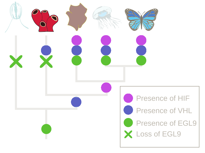 schematic of evolutionary scheme of the HIF pathway in animals