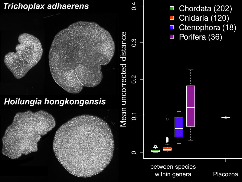 graphical abstract of the genome of a new placozoan