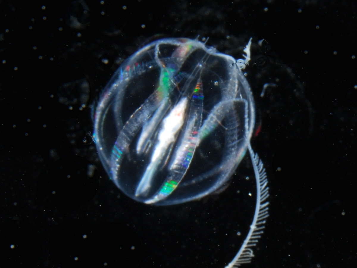 photo of the ctenophore Hormiphora