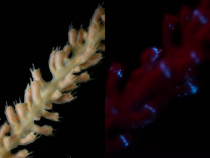 photo of bioluminescence of a deep sea coral