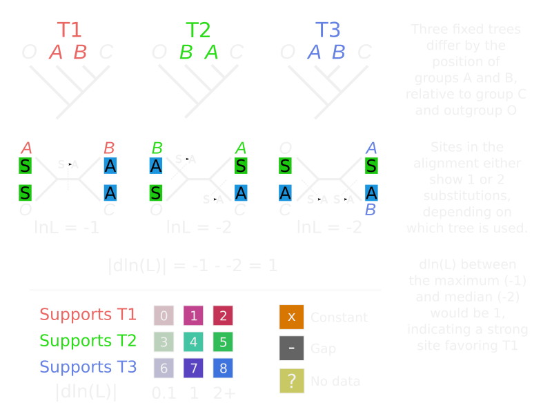 schematic of sitewise phylogenetic calculations