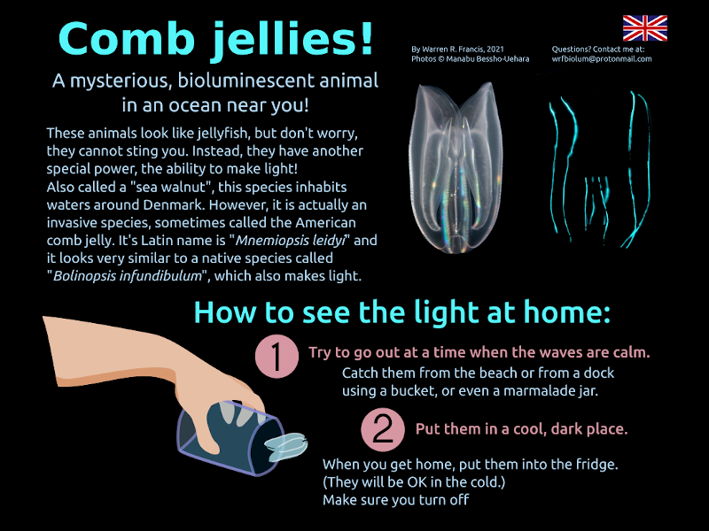 Public outreach flyer on how to observe ctenophore bioluminescence