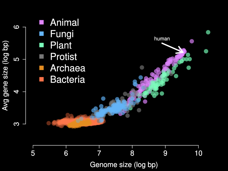 plot of genome size