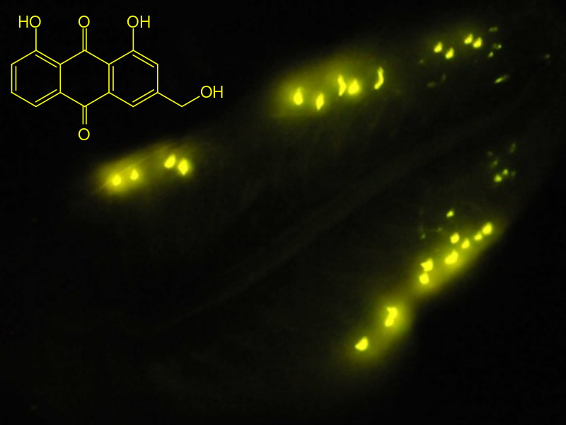 structure of an anthraquinone fluor